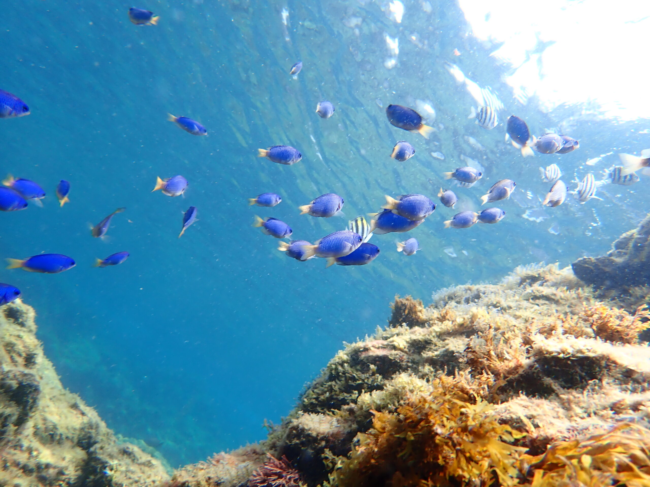 ヒリゾ浜の海中、カラフルな熱帯魚と海藻たち