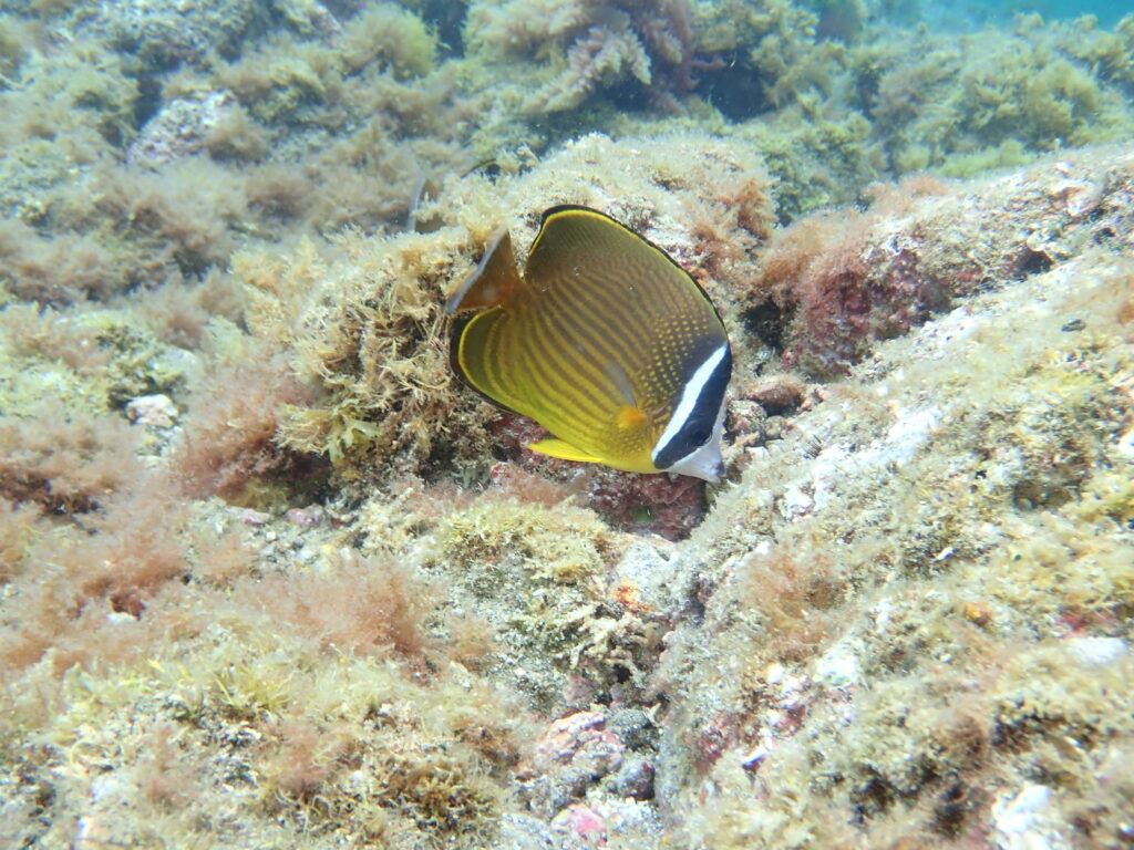 ヒリゾ浜の海中、カラフルな熱帯魚と海藻たち
