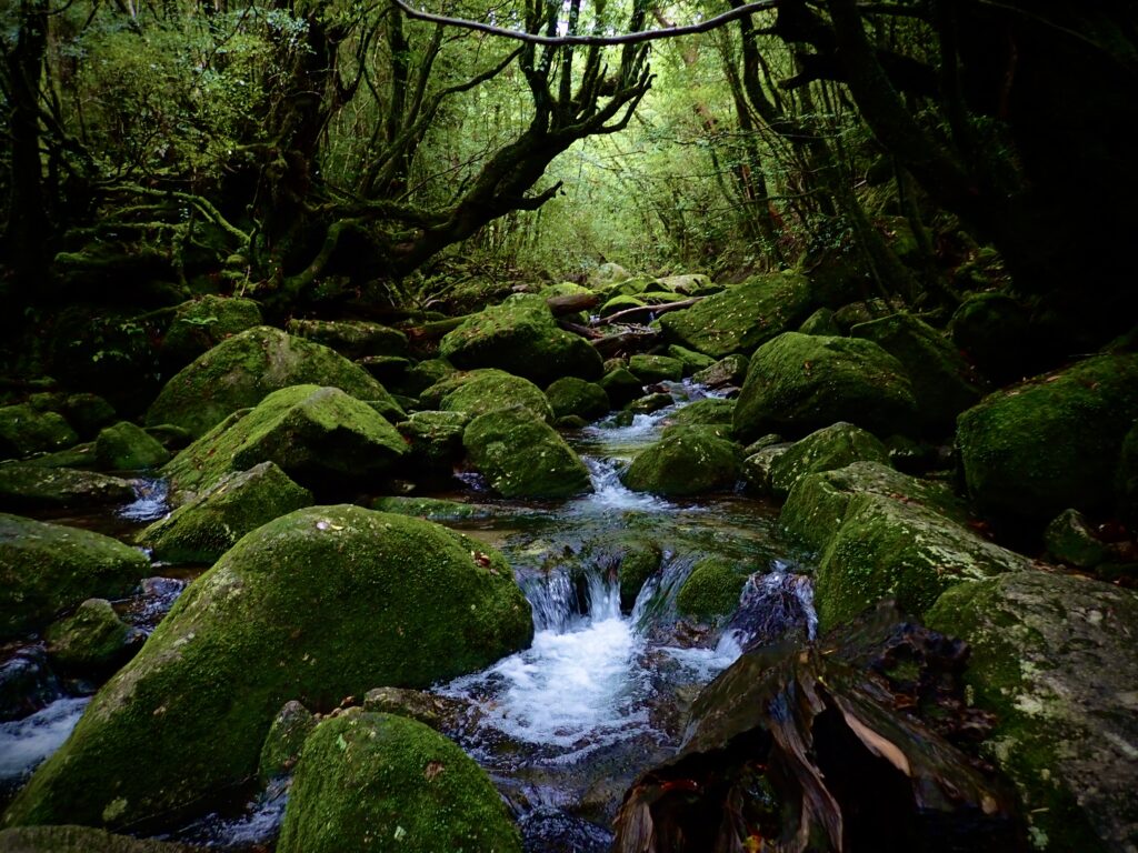 悠久の自然を感じる屋久島・白谷雲水峡の苔むす森