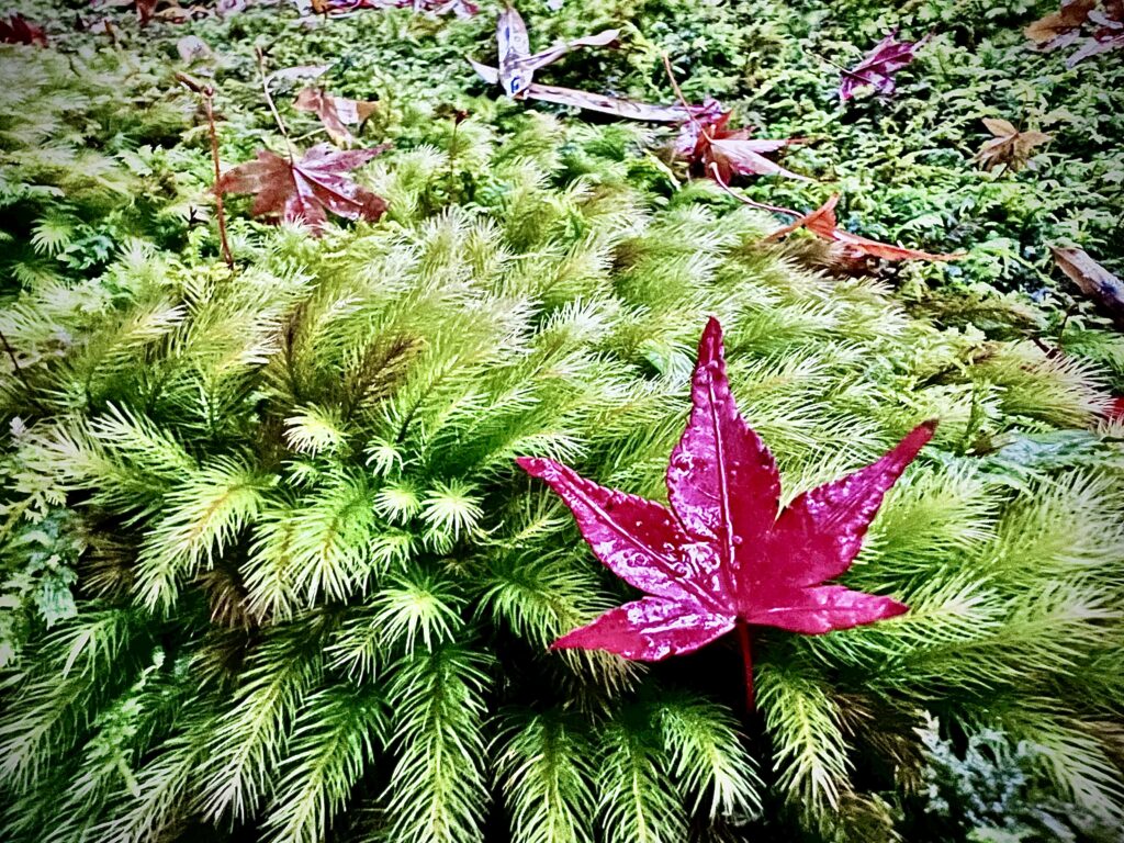 常寂光寺の苔に映える散り紅葉の赤いモミジ