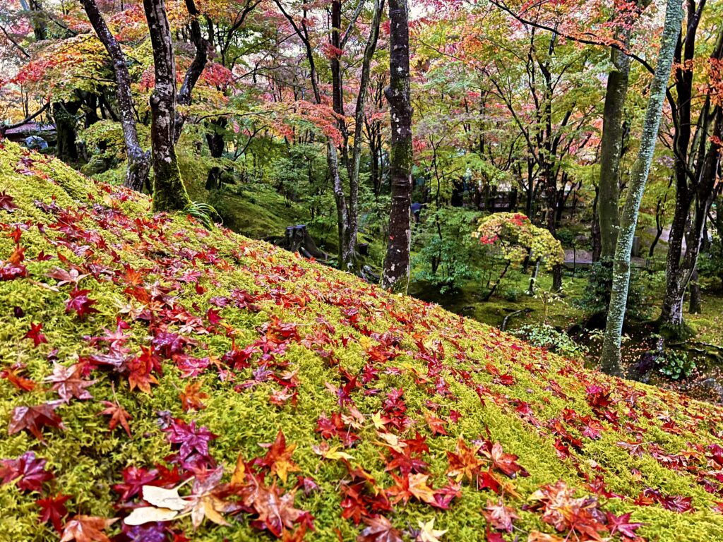 常寂光寺の苔斜面に広がる真っ赤な散り紅葉