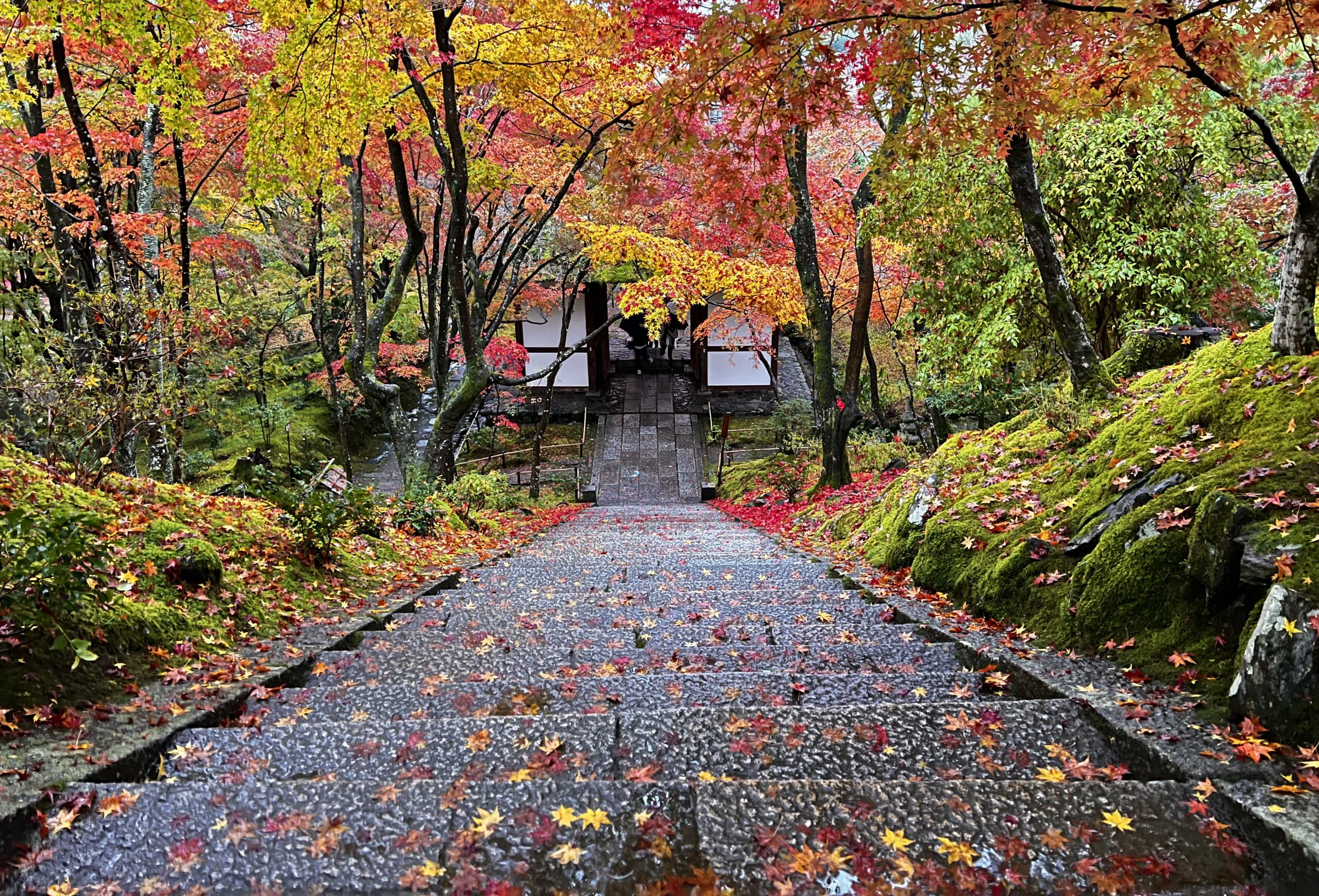 寂光寺の石段から望む仁王門と紅葉