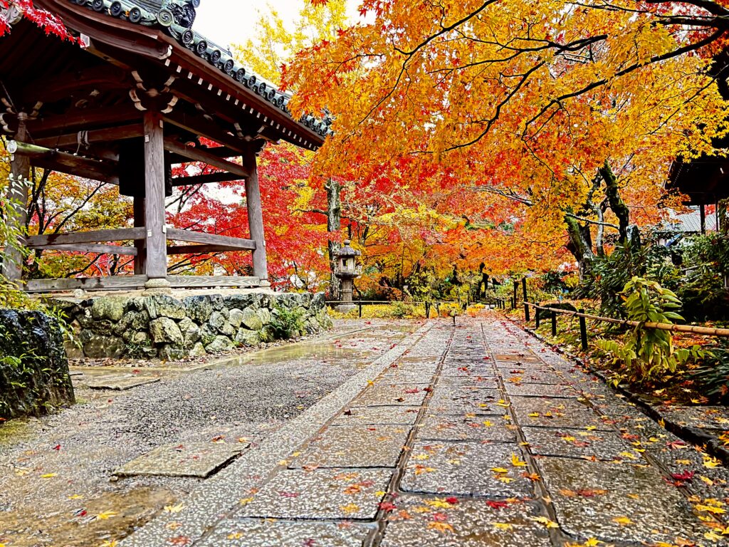 常寂光寺の鐘楼と黄金色に染まる紅葉の参道