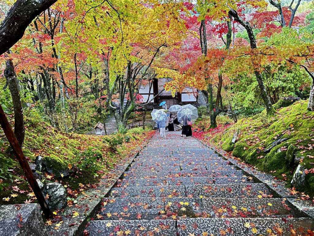 紅葉に包まれた常寂光寺の石段と傘をさす参拝客