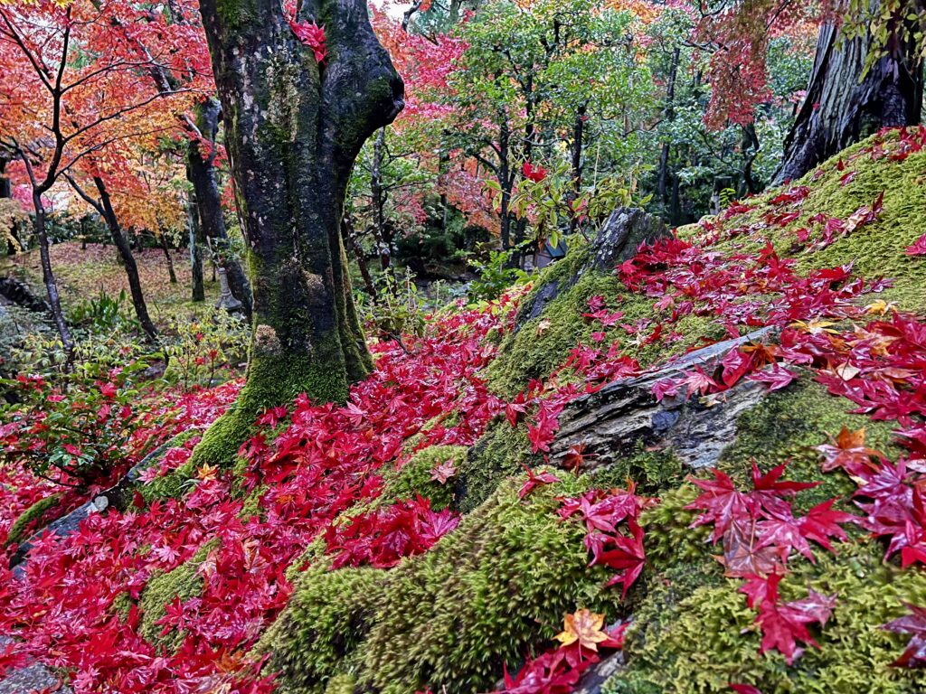 常寂光寺の苔斜面に広がる真っ赤な散り紅葉